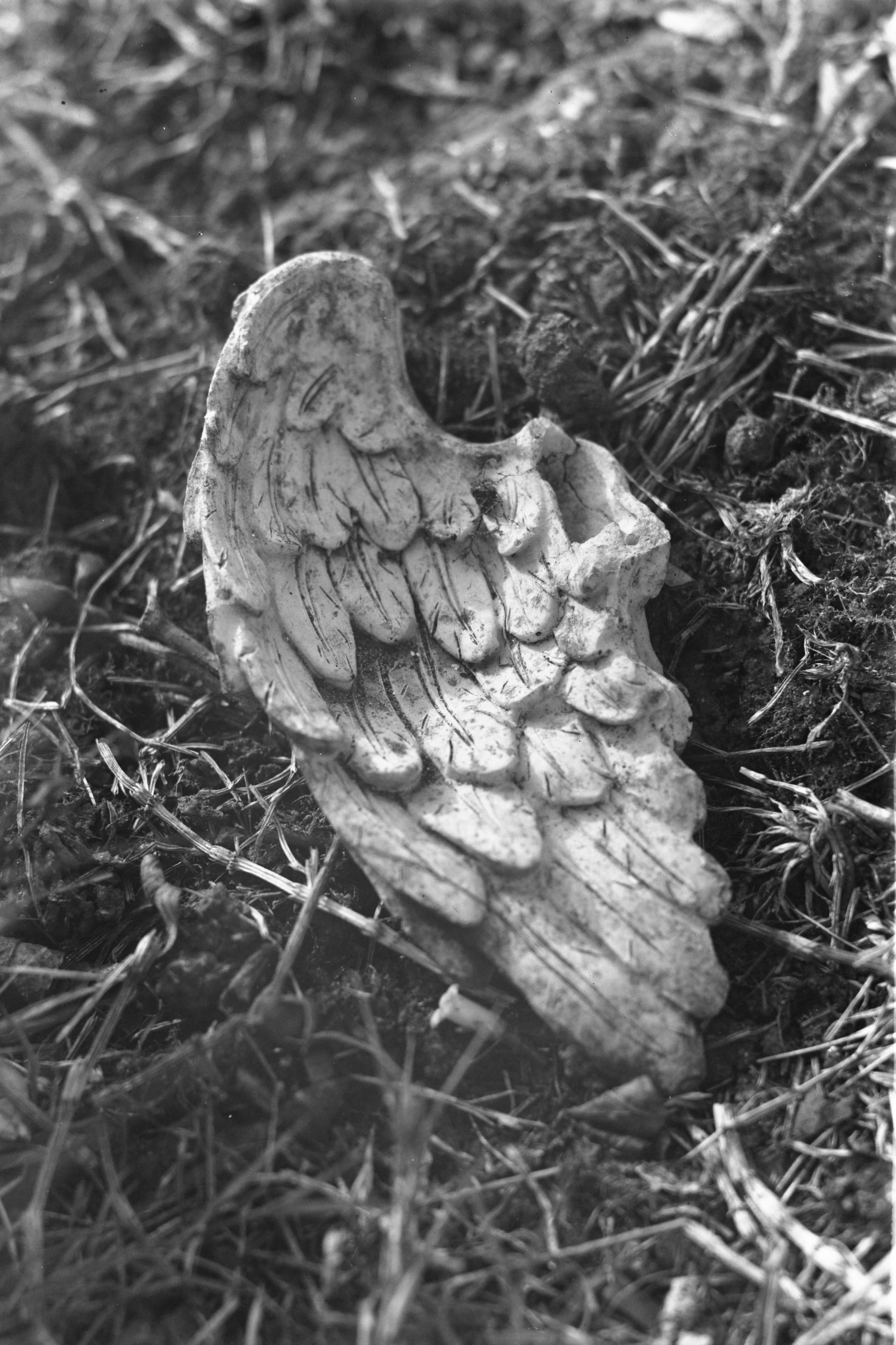 Little Wing